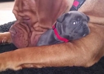 کلیپی که فضای مجازی را منفجر کرد +تصاویر