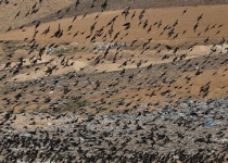 طبیعت آلوده به طلای کثیف