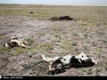 اشک محیط زیست پای جنازه گاوها(+18)