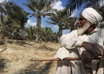 خرمای جنوب شرق به نام بلوچستان به کام پاکستان/طعم شیرین خرما در کام نخلکاران تلخ شد