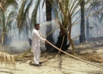 آتش سوزی در نخلستان های دلگان