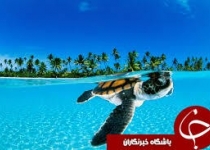 شگفتی های طبیعت به روایت نشنال جئوگرافی +10 عکس