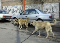 جولان سگ های ولگرد سبب اعتراض شهروندان شد/ فرماندار زاهدان: سگ های ولگرد جمع آوری می شود