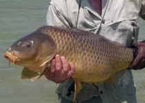 ریشه مشکلات تولید کنندگان ماهیان گرم آبی کجاست؟