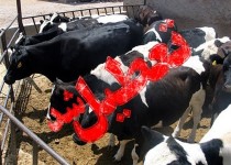 تشدید ممنوعیت واردات دام از پاکستان به ایران