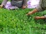 خبر خوش برای چایکاران در راه است/ تولید چای رکورد زد