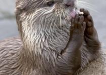 دیدن این لحظه خاص را از دست ندهید