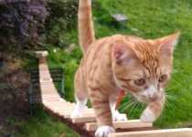 تلاش عجیب یک دانشمند برای نگهداری از گربه !+تصاویر