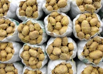 آذر 94: امحای 1700 تن سیب زمینی زیر خروارها خاک/ آبان 95: صدور مجوز توزیع رایگان سیب زمینی و پیاز بین محرومان!