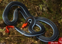 زهر این مار شفابخش است +تصاویر