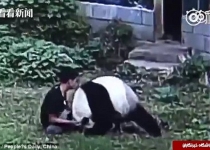 کشتی گرفتن یک مرد با خرس پاندا +تصاویر