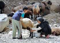 محصولات لبنی غیر پاستوریزه عمده ترین راه انتقال بیماری تب مالت
