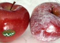 شاید باورتان نشود ولی این میوه ها سرطان‌زا هستند+ روش شناسایی