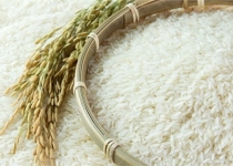 آغاز عرضه برنج در بورس کالا کاهش قیمت را به همراه دارد؟