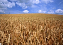 واردات گندم برای صنایع ماکارانی منتفی شد