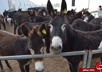 کشف اکسیر جوانی در پوست الاغ!
