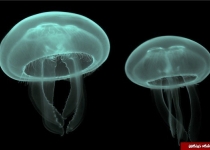 تولید برق از عروس دریایی!