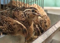 اقدام عملی در اقتصاد مقاومتی با پرورش بلدرچین/ پیروی از فرامین رهبری انگیزه دانشجوی کارآفرین زاهدانی