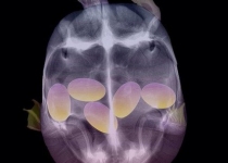 عکس/ حیوانات در زمان بارداری