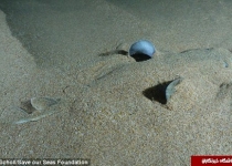 این کوسه نامرئی است +تصاویر