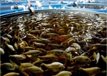 ادامه واردات غیر اصولی در سایه غفلت مسئولان/ جولان ماهی های عقیم فرانسوی و آمریکایی در شیلات ایران+ جدول