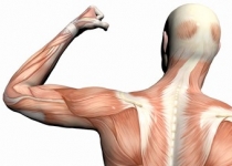 اندازه دور بازوهای تان به شما می گوید چقدر عمر می کنید