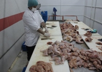 جزام مرغی شایعه‌ای بیش نیست/ مردم در مصرف گوشت مرغ اطمینان کامل داشته باشند