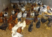 اشتغالزایی برای ۱۰ خانوار توسط معلم سیستانی/ اشتغال زایی با پرورش شترمرغ