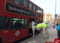 اسب پلیس کنجکاو خبر ساز شد +تصاویر