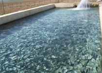 24 هزار قطعه بچه ماهی سردآبی در استخرهای خاش رهاسازی شد/ پیش بینی برداشت ۱۰۰ تن ماهی در شهرستان خاش