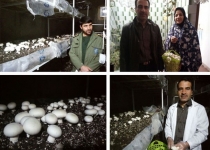 قارچ هایی که برای چهار خانواده نان و آب شدند