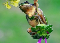 اثرات فست فود روی قورباغه +تصاویر