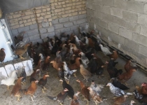 درآمد 200میلیونی جوان 26 ساله از پرورش مرغ بومی/ تولید 3 هزار مرغ و بلدرچین در یک دوره