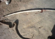 حمله دو مار عظیم الجثه به روستای شندول شهرستان هیرمند+تصاویر