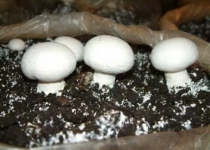 قارچ هایی که برای یک جوان شغل ایجاد کردند