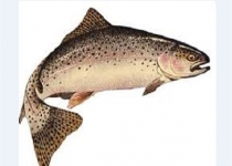 واردات ۱۸۹میلیون قطعه "تخم چشم‌زده" ماهی مغایر اقتصاد مقاومتی است/عقیم‌سازی؛ ترفند خارجی‌ها برای داغ نگه‌داشتن بازار واردات ماهی!