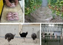 سرداران قبایل در آموزشگاه‌های سپاه/ «نزسا» کشاورزی مدرن به محرومان آموزش می‌دهد +عکس