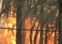 نابودی ۳۷۰ اصله درخت در آتش سوزی جالق سراوان/ آتش سوزی مهار شد