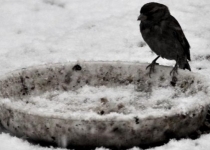 سرما و نیاز به آب و غذا حیوانات را به مناطق مسکونی می کشاند به آنها محبت کنید