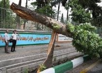 3 میلیارد ریال خسارت به فضای سبز شهری وارد شد/ 73 اصله درخت تنومند از بین رفت