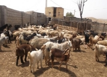 اشتغال 4نفر در طرح پرورش دام سبک/ دستگاه های دولتی با کارآفرینان همکاری کنند