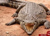 کروکودیل پای نگهبان باغ وحش را خورد +عکس