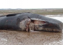 مرگ نهنگ گوژپشت در ساحل چابهار/ محیط زیست: فعالیت‌های صیادی عامل اصلی مرگ