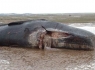 مرگ نهنگ گوژپشت در ساحل چابهار/ محیط زیست: فعالیت‌های صیادی عامل اصلی مرگ