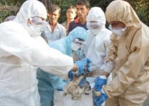 شایعه شیوع آنفولانزای پرندگان در سیستان و بلوچستان / هشدارهای دامپزشکی برای مقابله با شیوع این بیماری