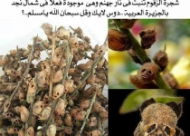 درخت زقوم چیست؟