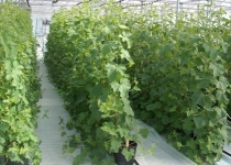 پیش بینی برداشت ۱۴۰۰ تن بادمجان از سطح گلخانه های سراوان/ برای ۳۰۰ نفر اشتغال زایی شد