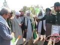 کاشت درخت دوستی و وحدت در سیستان وبلوچستان