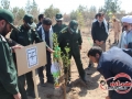 کاشت درخت دوستی و وحدت در سیستان وبلوچستان