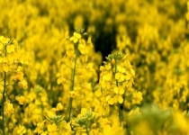 وقتی خودکفایی با واردات 90 درصدی روغن یک آرزوست/ وابستگی شرم‌آور پس از 24 سال تولید